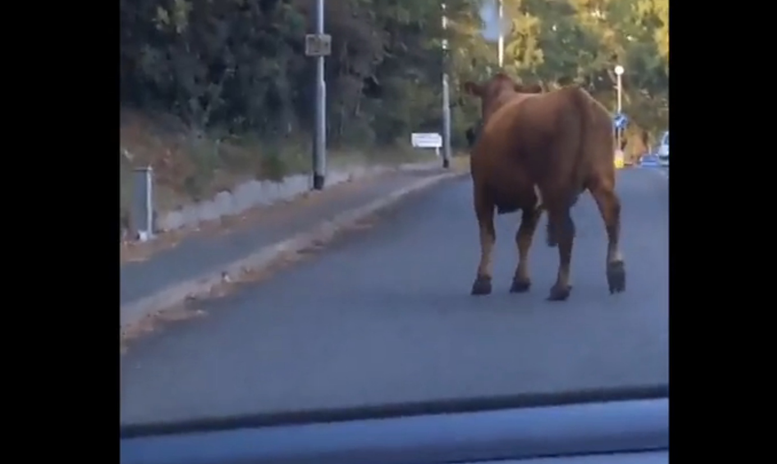 VIDEO: Armed police respond to escaped cows in Norwich