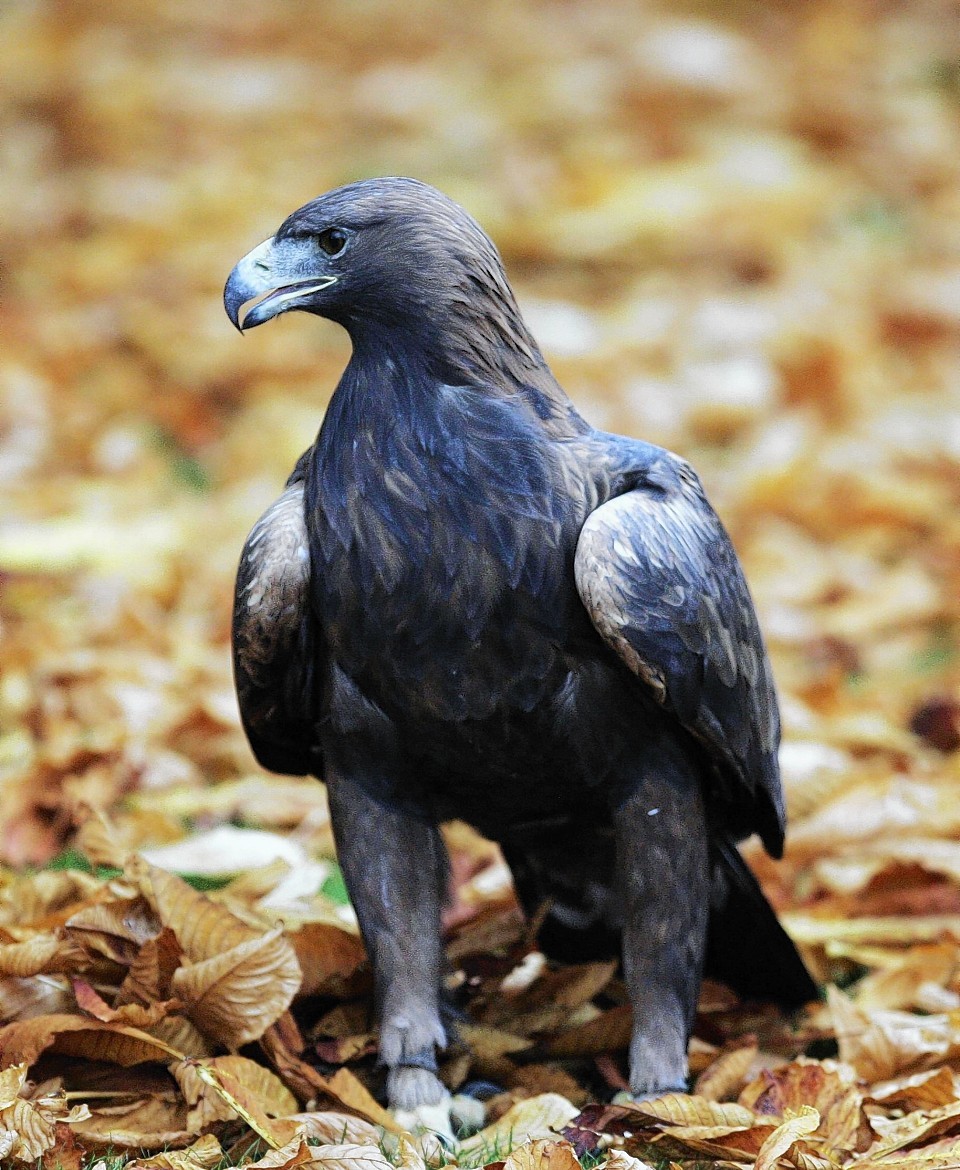 Campaigners claim Scottish Government is trying to hide golden eagle deaths.