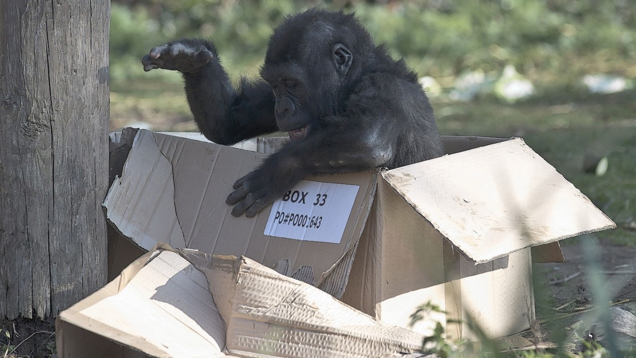 Nomaki is preparing to leave Bristol Zoo for Belfast Zoo as she is related to the male gorillas at Bristol