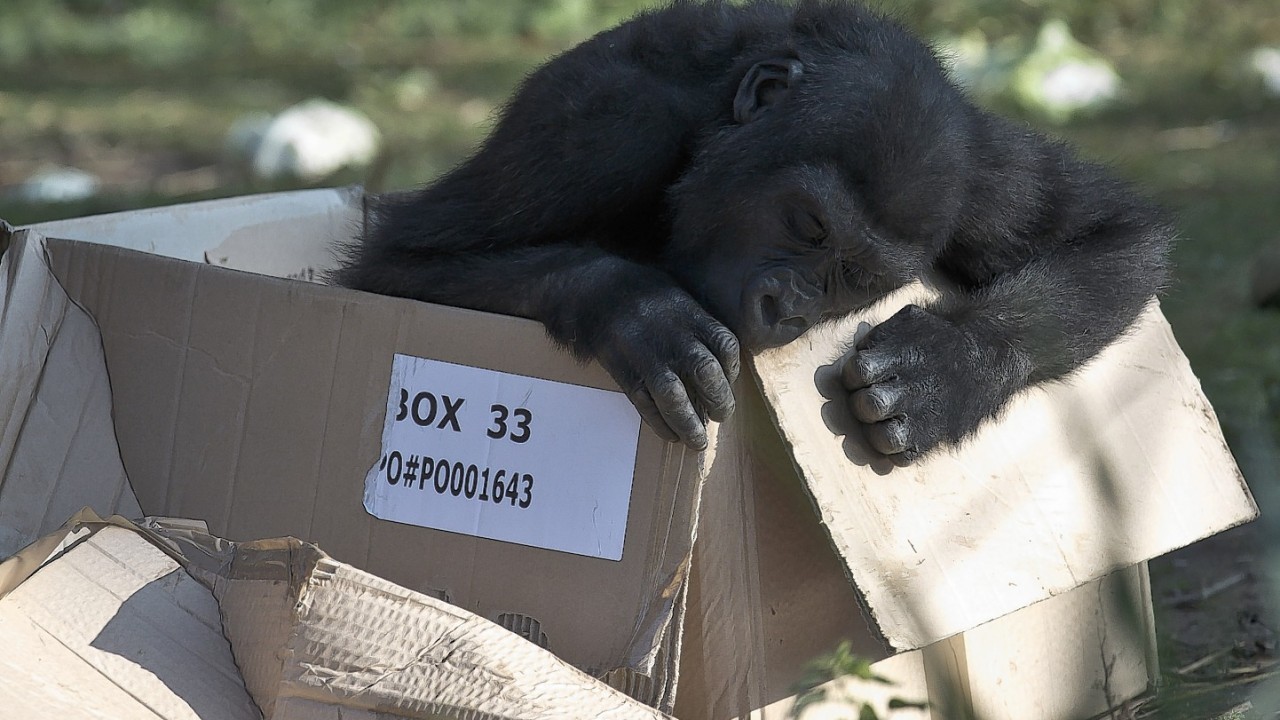 Nomaki is preparing to leave Bristol Zoo for Belfast Zoo as she is related to the male gorillas at Bristol