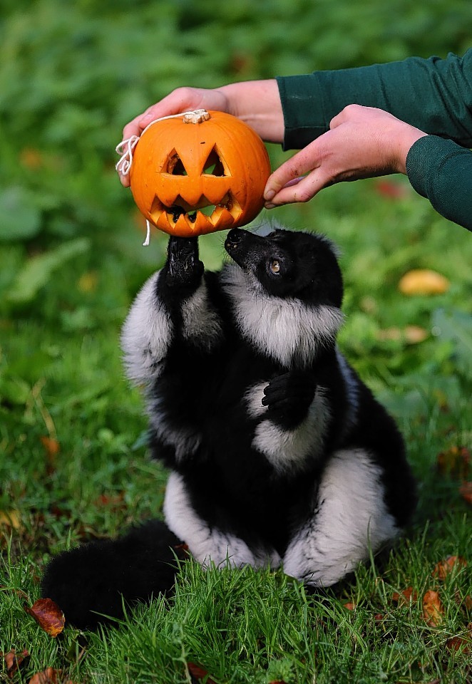 lemur-pumpkin-4.jpg