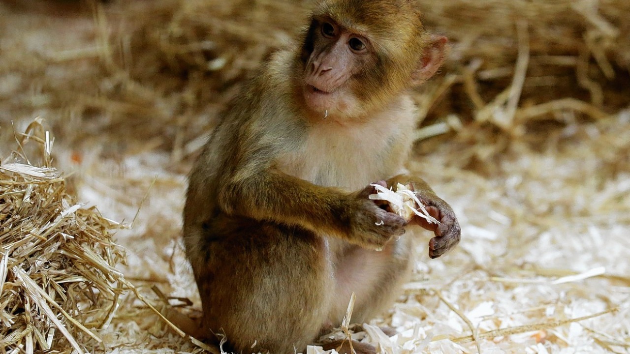The monkeys were causing a nuisance in Gibraltar where they ran wild, going through gardens and helping themselves to any bags of food they could find