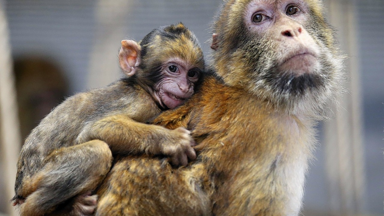 A macaque with a baby part of the 30 Barbary macaques from Gibraltar explore their quarantine enclosure at the Blair Drummond Safari Park near Stirling