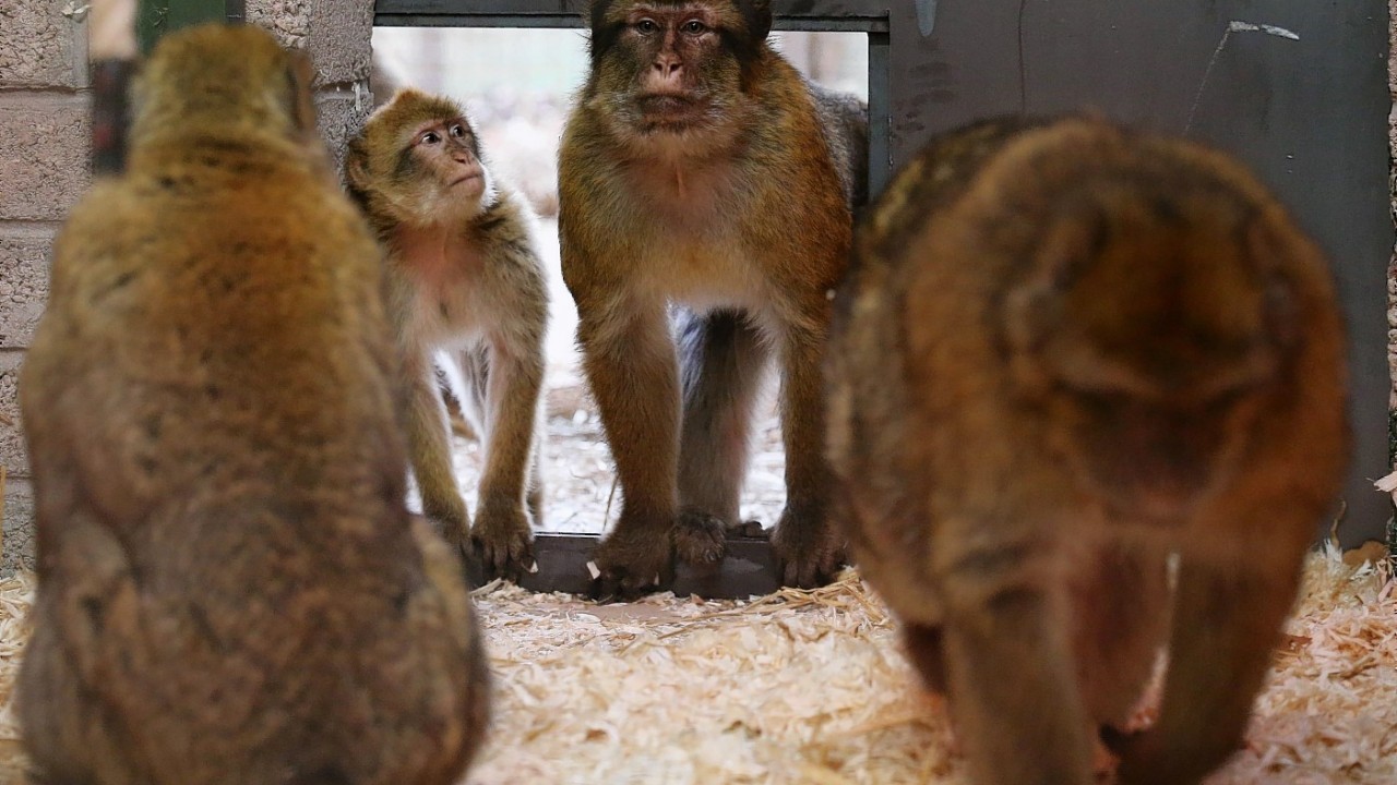 30 trouble making wild Barbary macaques from Gibraltar have been re-homed at Blair Drummond Safari Park