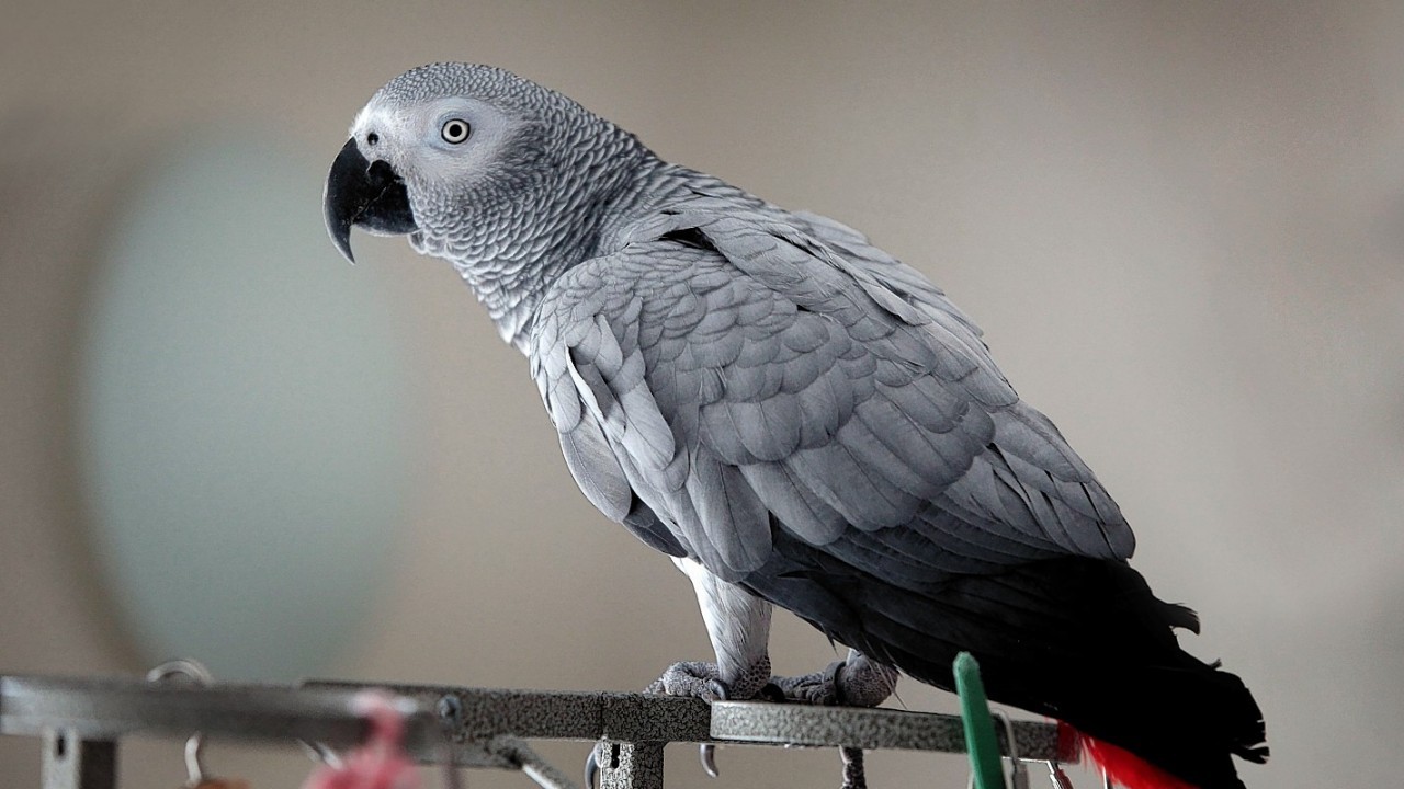 VIDEO Scottish Parrot Called Duggy Thinks She s A Chicken 