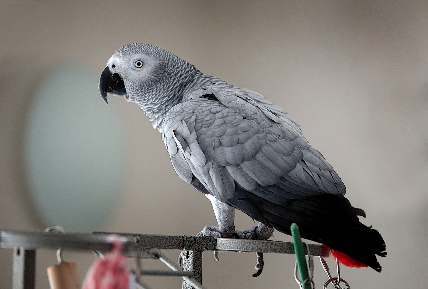 Duggy from West Lothian is an African grey parrot