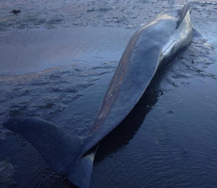 A long-finned pilot whale which died after becoming stranded