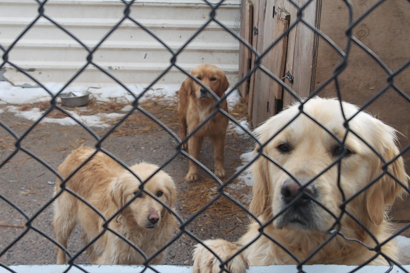 Three of the dogs kept in the cruel conditions