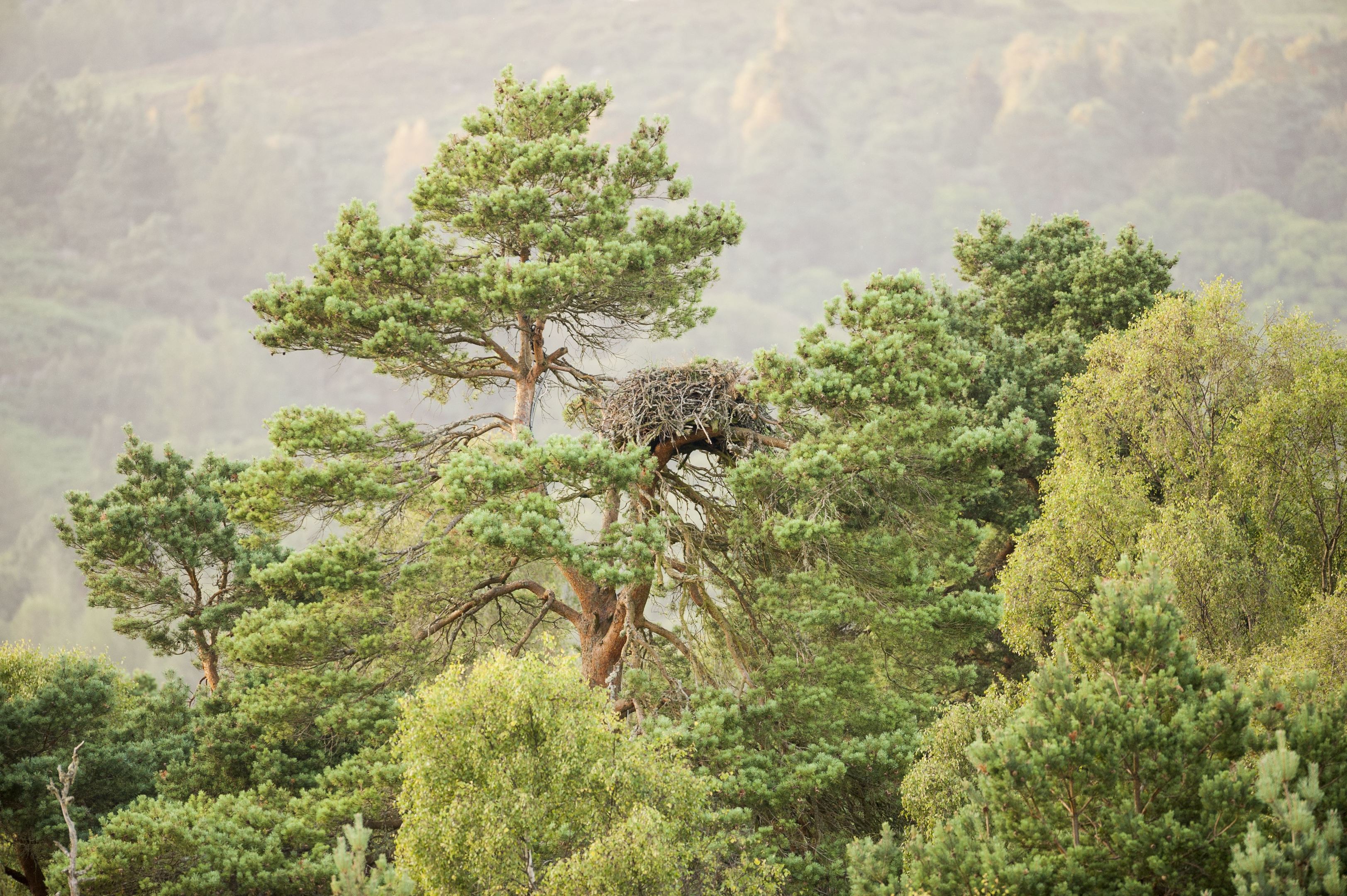 Lady's Tree has been home to a female osprey for nearly 30 years