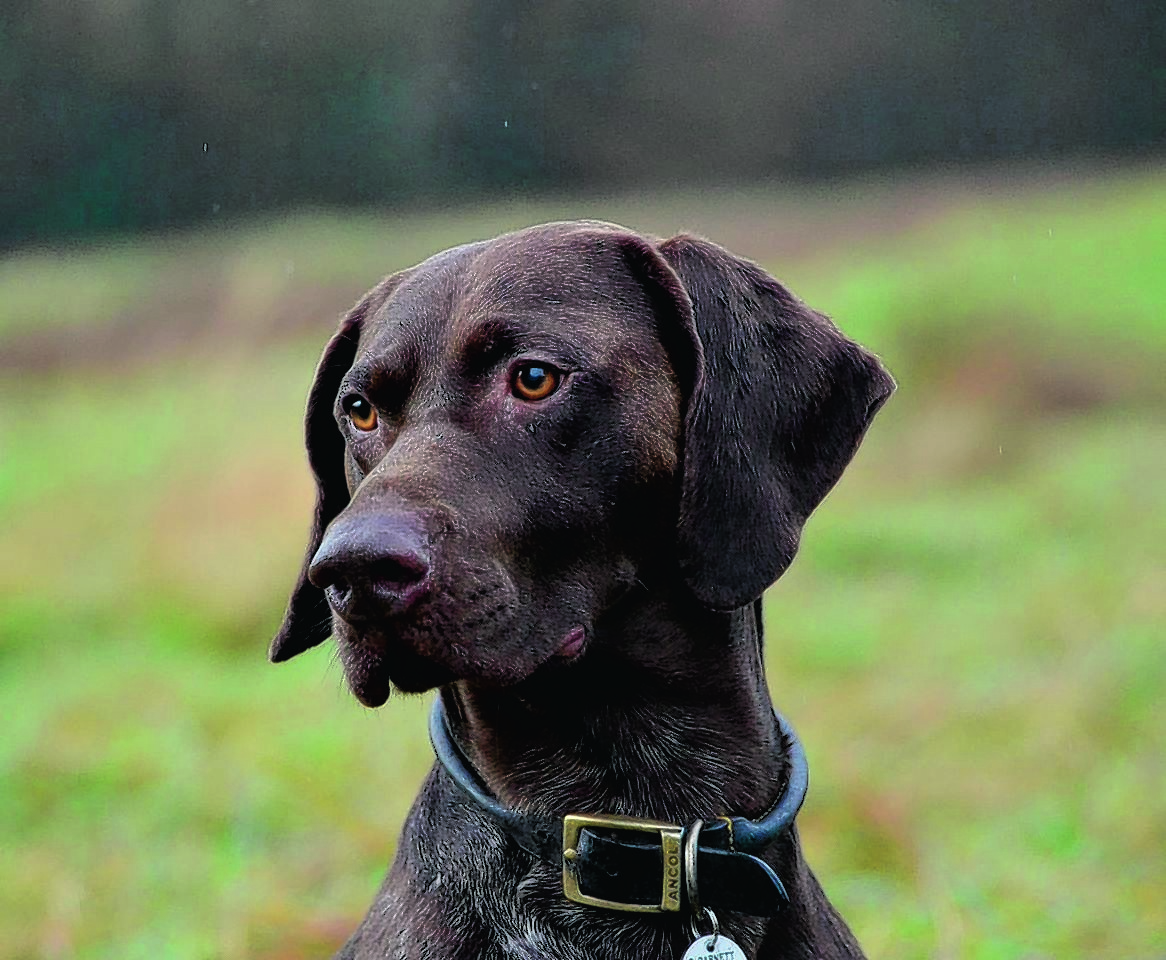 Lachie the german shorthaired pointer lives with Rhona Barnett at Lochgilphead, Argyll and is our winner this week.