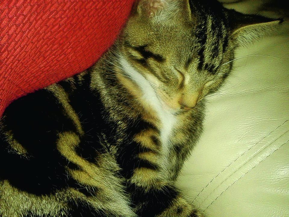 My names Carlena Finlay and this is a picture of my kitten Tiger.
He’s  four months old and full of fun  –  when he's awake, but as you can see he loves his sleep  –  a lot.