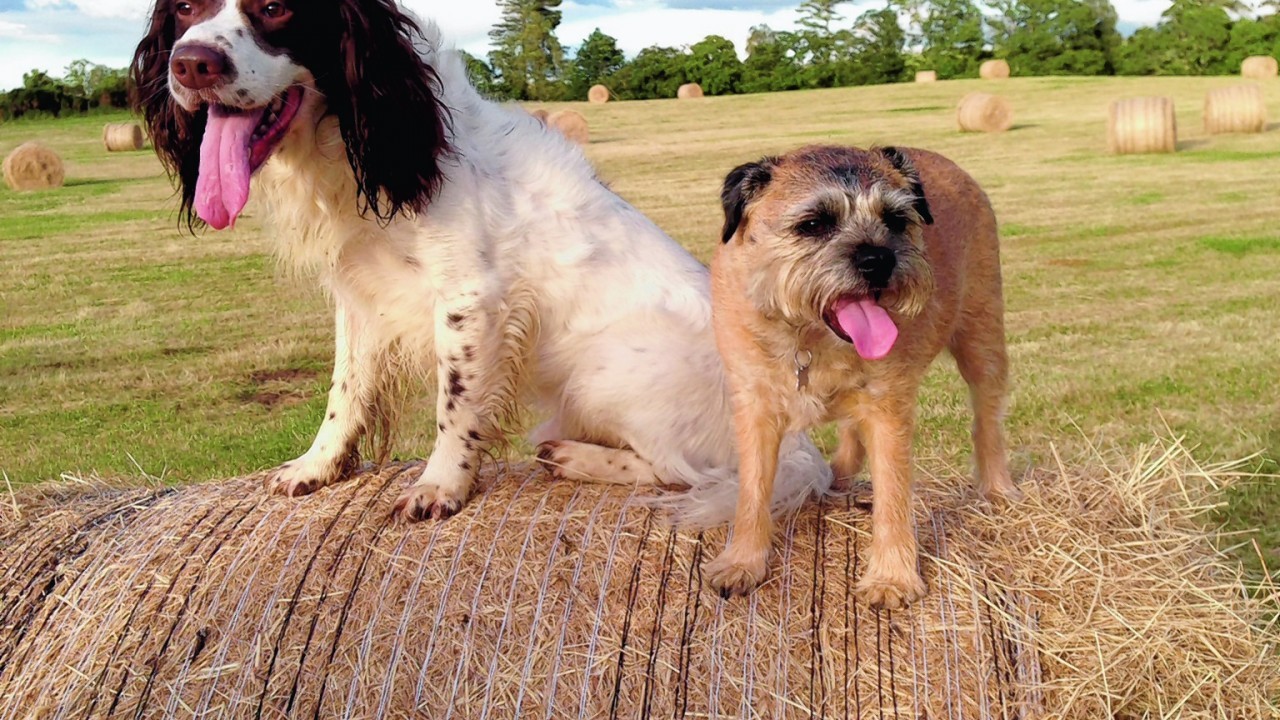 Bella the border terrier and her friend Bracken enjoying life at Burgie Mains, Forres. Bella lives with Trisha Clark.