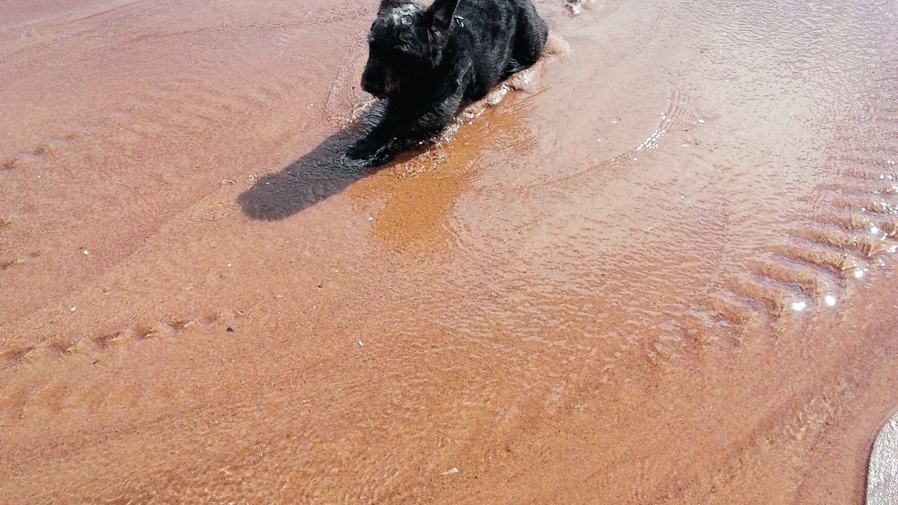 This is Bramble, a Patterdale cross Lakeland terrier, cooling down at Balmedie Beach. She lives with Pat Mackenzie, from Pitmedden.