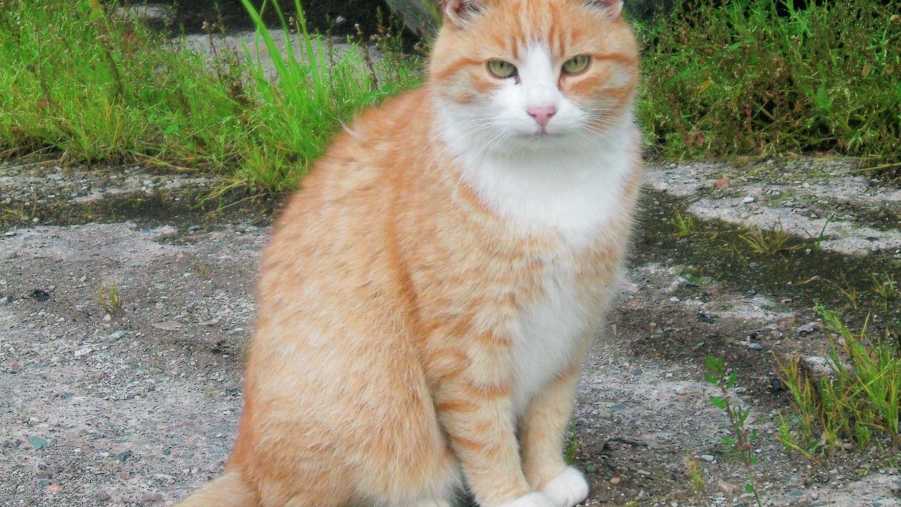 This is a picture of Ginger Puss. He is the deaf but dearly loved companion of Roberta in Lonmay