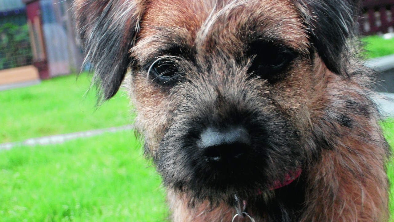 This is Rose, a five months old border terrier who lives in Beauly, Inverness, with the Fraser family. Rose was a surprise 11th birthday present for Hannah.