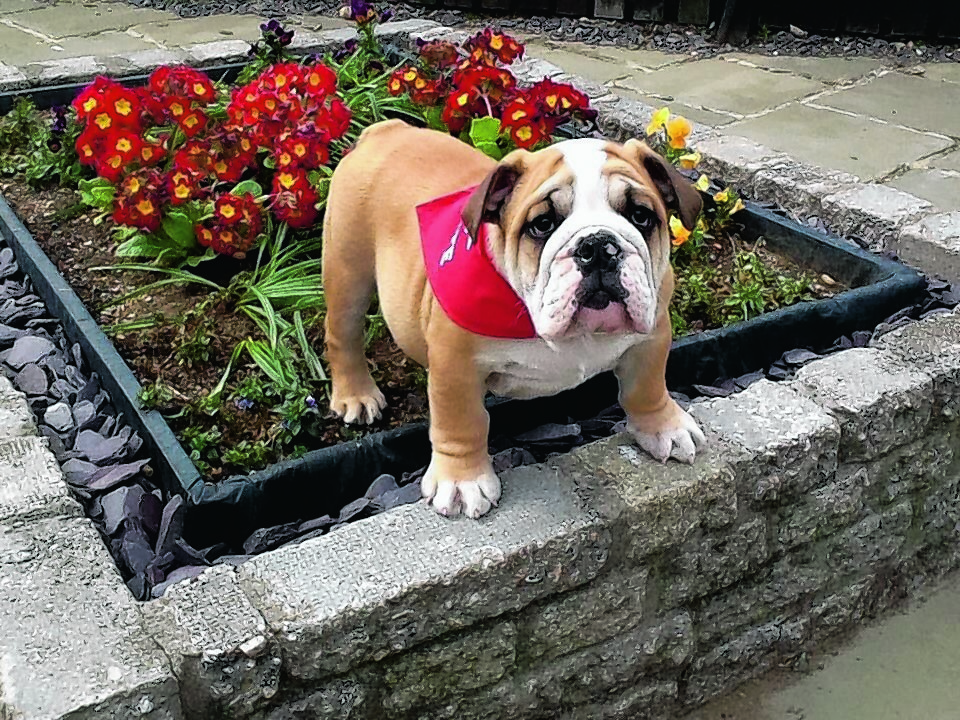 Aston is  a British bulldog who lives in Kintore with  Lee and Pauline Binnie.