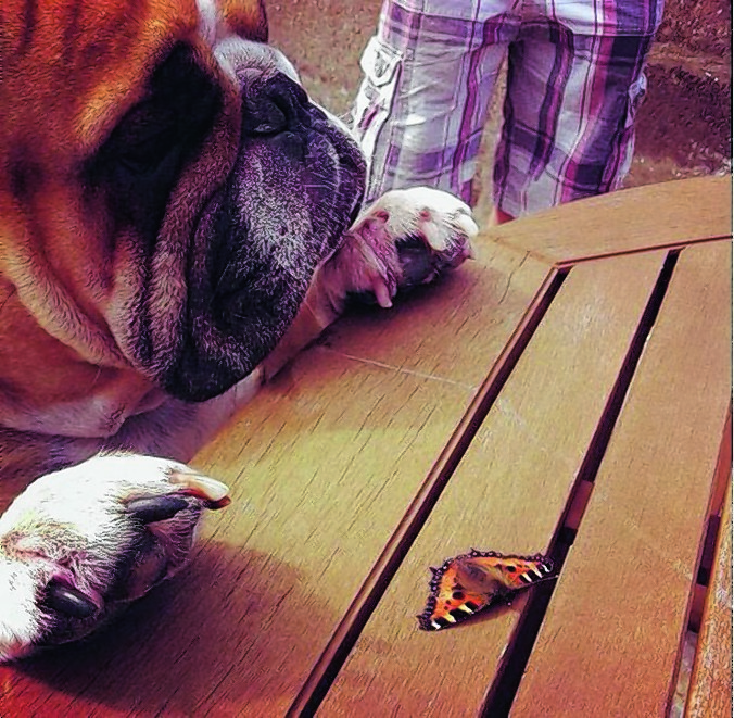 British bulldog Buster is four years old and lives with the Morrison family in Banff.