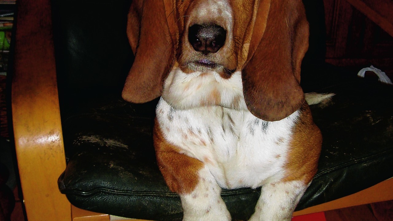 Daisy the bassett stays with the Duncan family in Turriff.