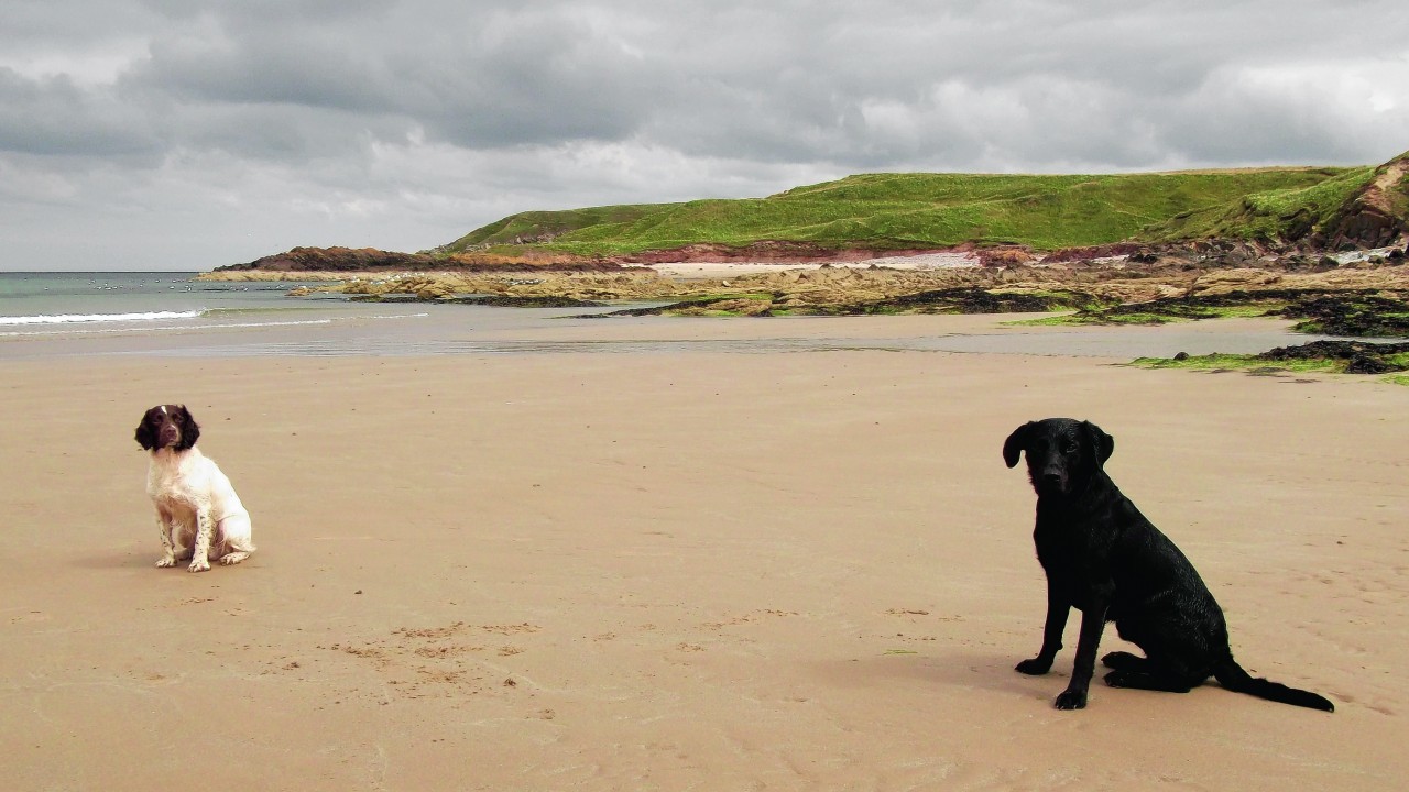 Moss, Ghillie the English springer spaniel and Geordie the labrador all live with the Bradley family in Gartly.