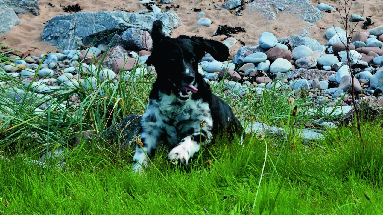 Here is Harvey enjoying Fortrose beach. He lives with Julia Philip in Strichen.