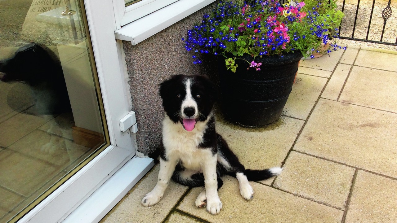 Max lives with the Learmonth family at Mains of Gight, Methlick.