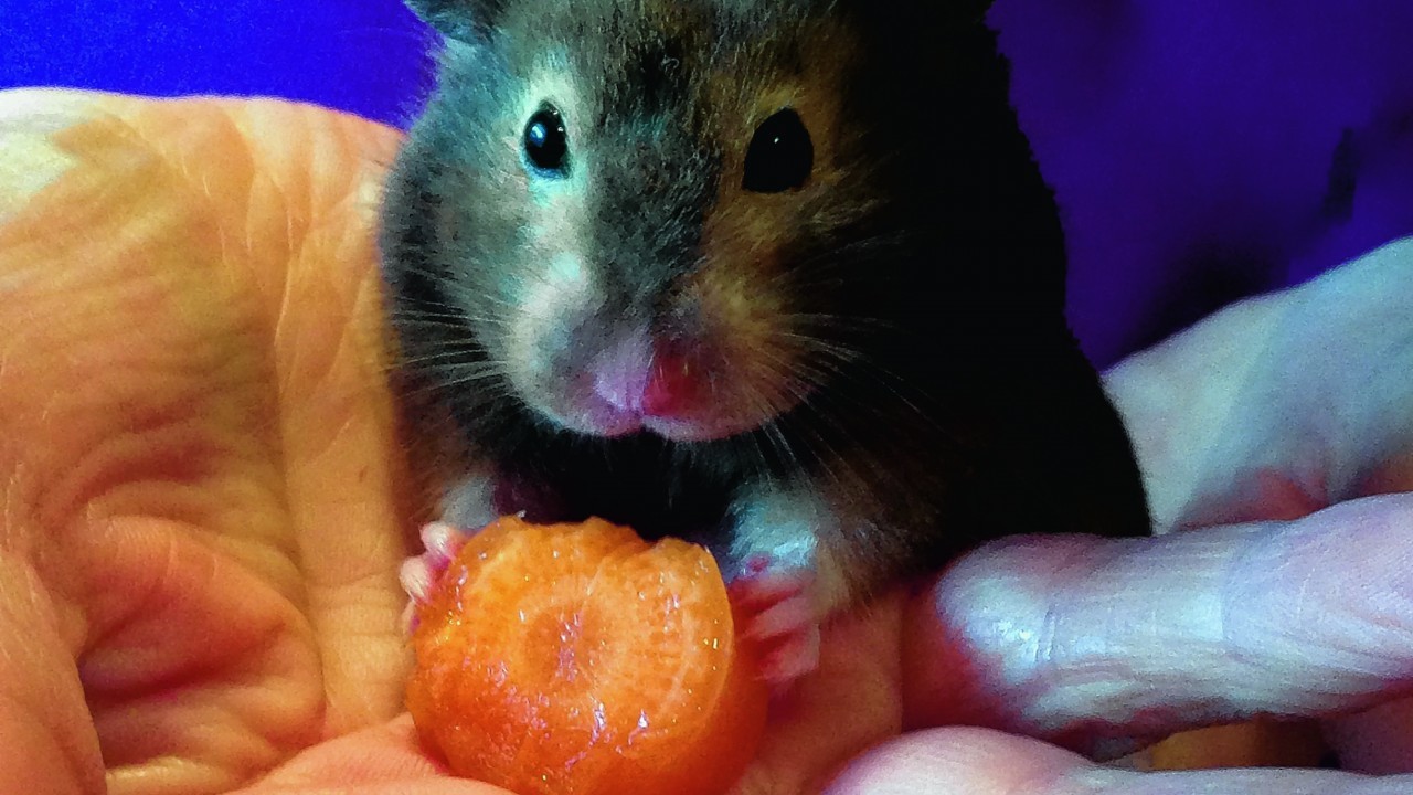 This is Minnie the hamster from Edinburgh, on holiday in Aberdeen visiting Helen Morgan. She is our winner this week.