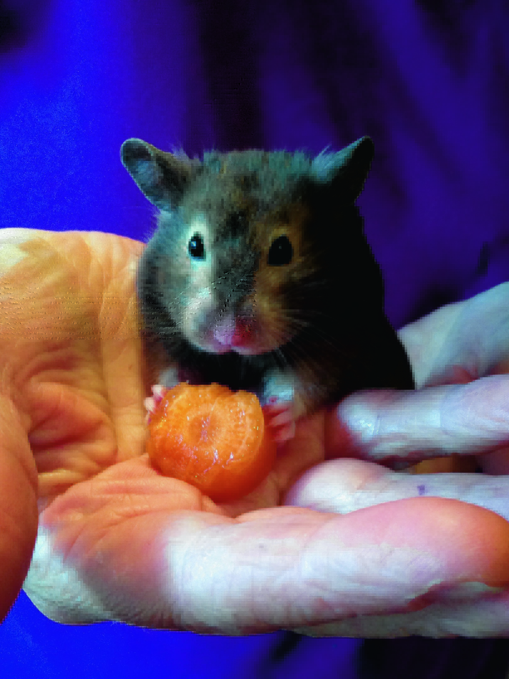This is Minnie the hamster from Edinburgh, on holiday in Aberdeen visiting Helen Morgan. She is our winner this week.