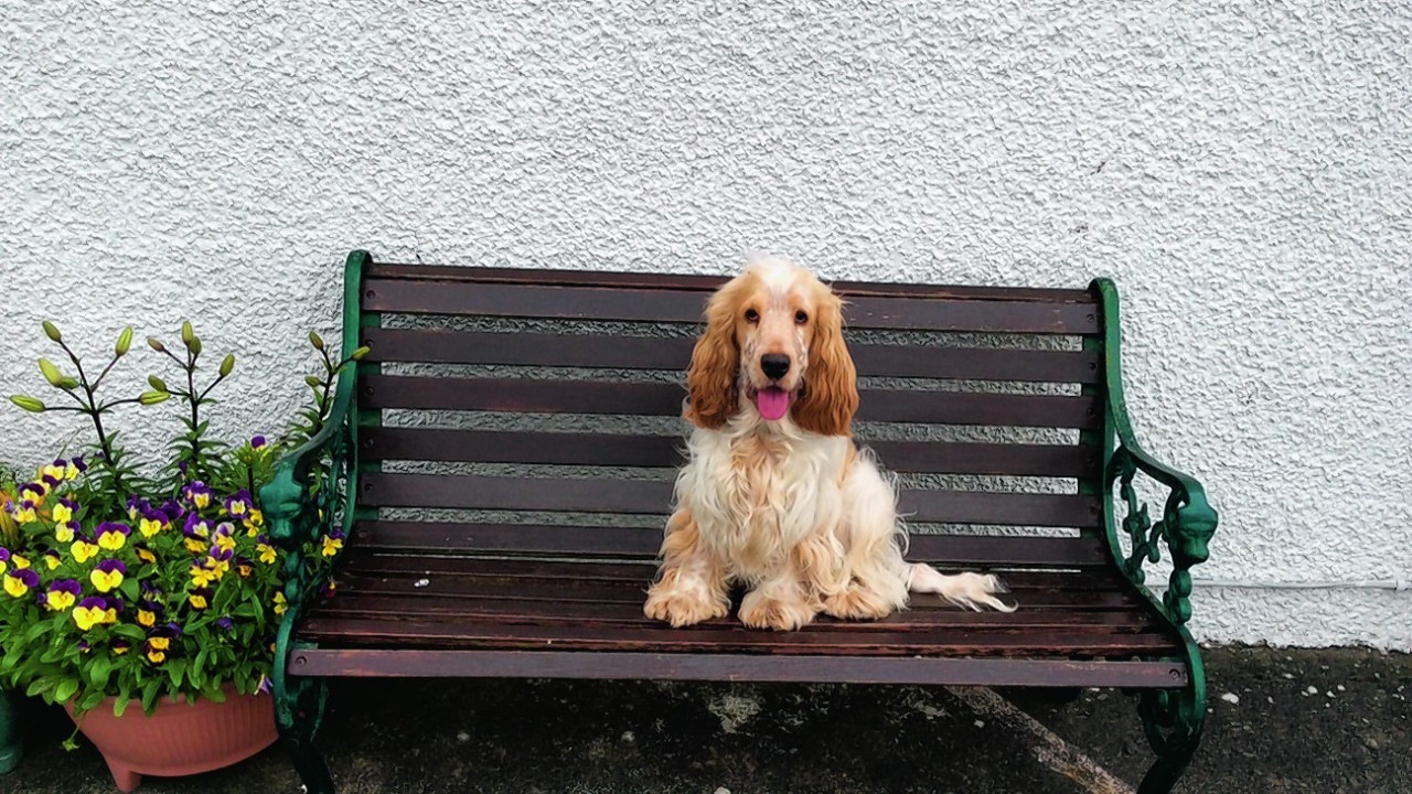 Robbie lives with Sanders Bain in Castletown, Caithness.