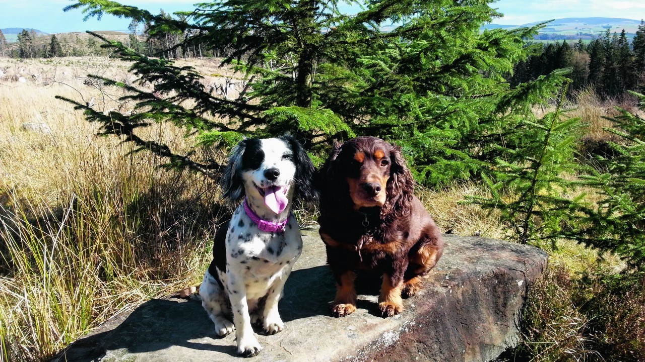 Rossi the cocker spaniel and Heidi the sprocker spaniel  live with Moira and Gary Bruce in Huntly.