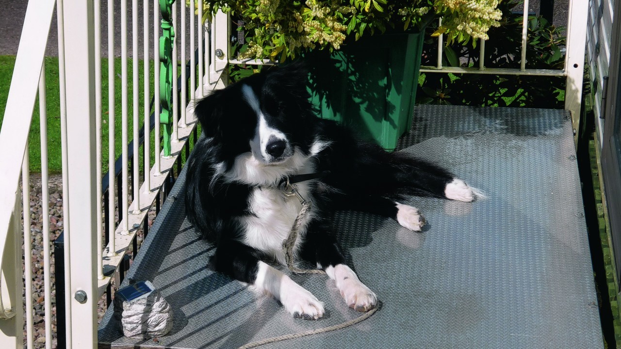 This is Sam on holiday at the caravan in Elgin. He lives in Strichen with the Innes family.