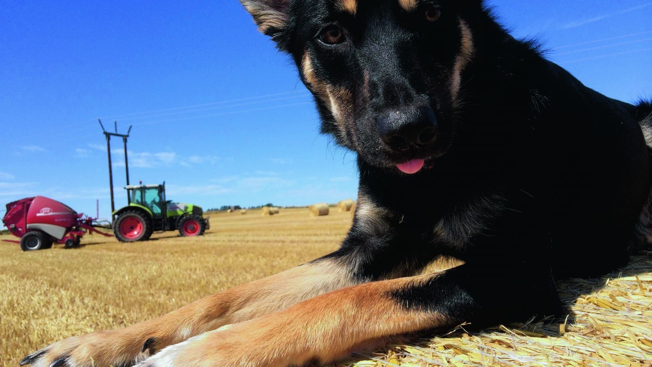 Here is Sam having a well-earned rest. She lives with Grant Fraser and Donna Logan at Rora.