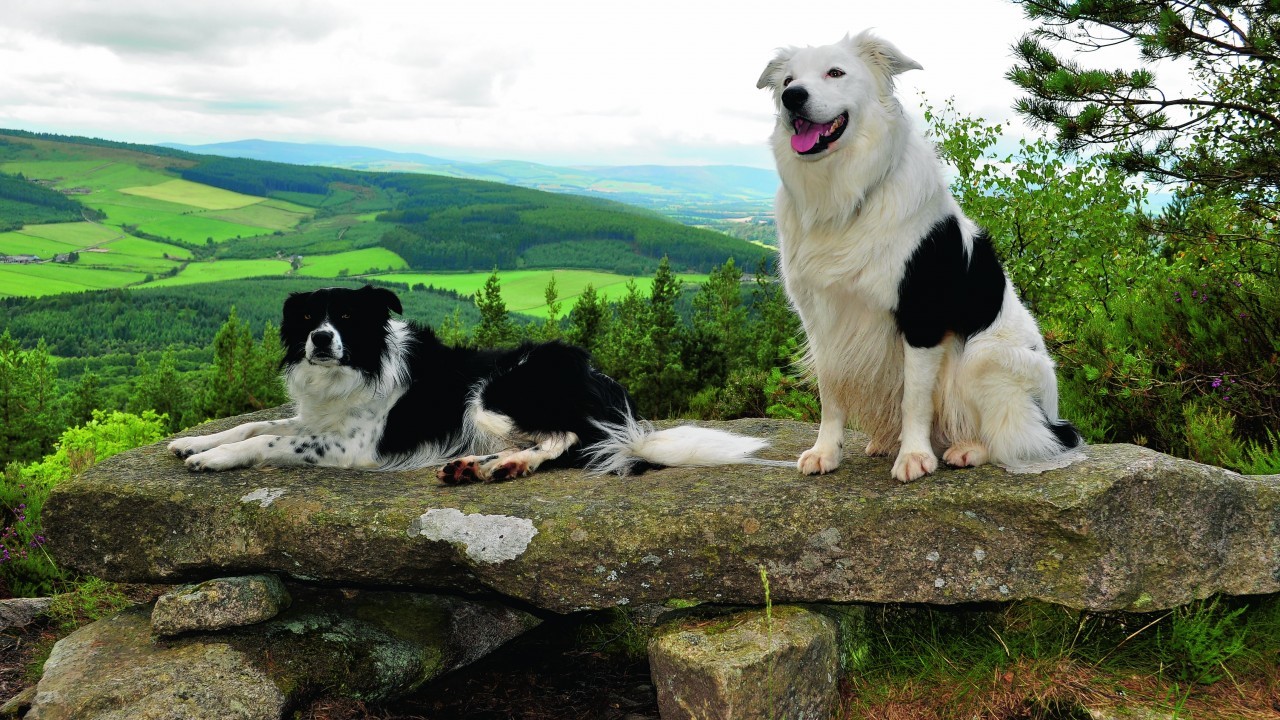 Soup and Paddy on Millstone Hill, Bennachie. They live with Mick and Donna Taylor at Gartly, Huntly.