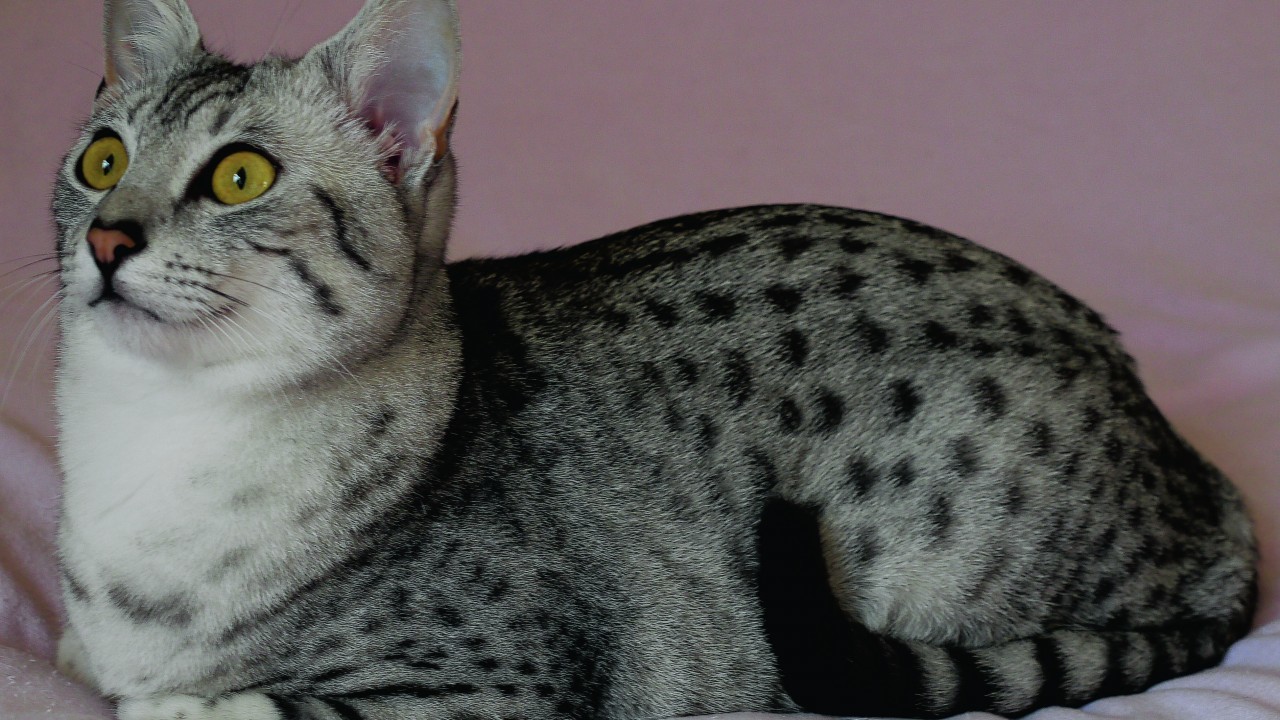 Thomas is an 11-month-old Egyptian Mau. He lives with Michelecorr Buss
at Alves, Elgin.