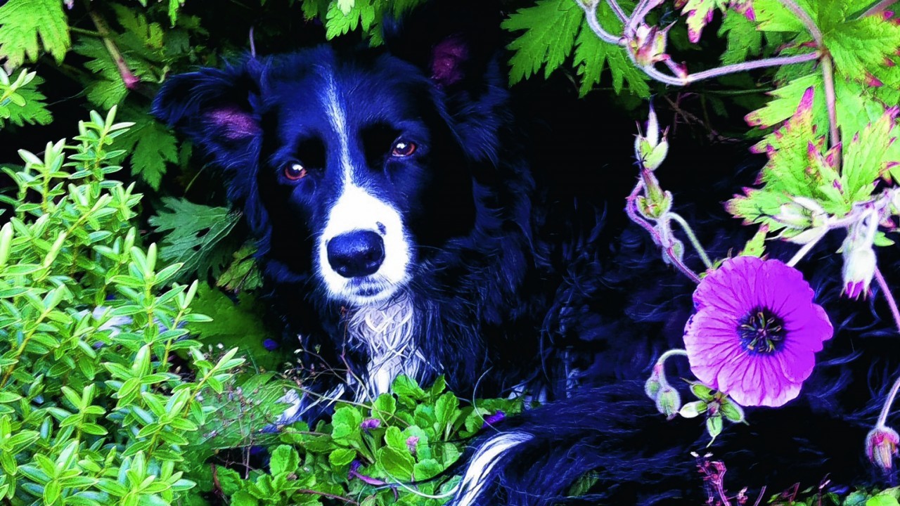 Border collie Tilly aged 12, lives with Lynne Gilbert in Aberlour.