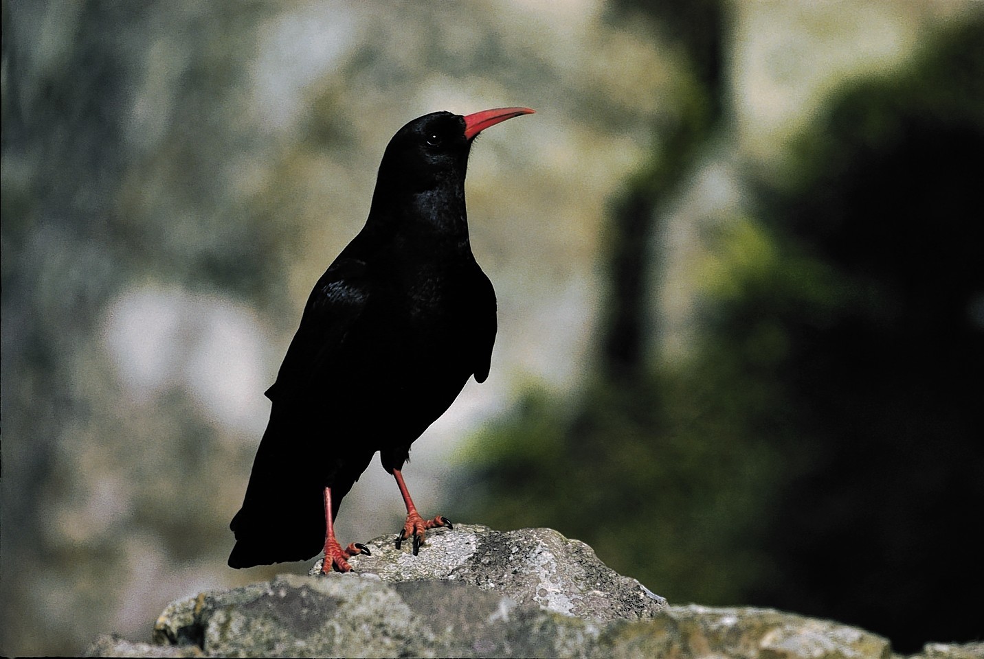 Choughs are resident on Islay