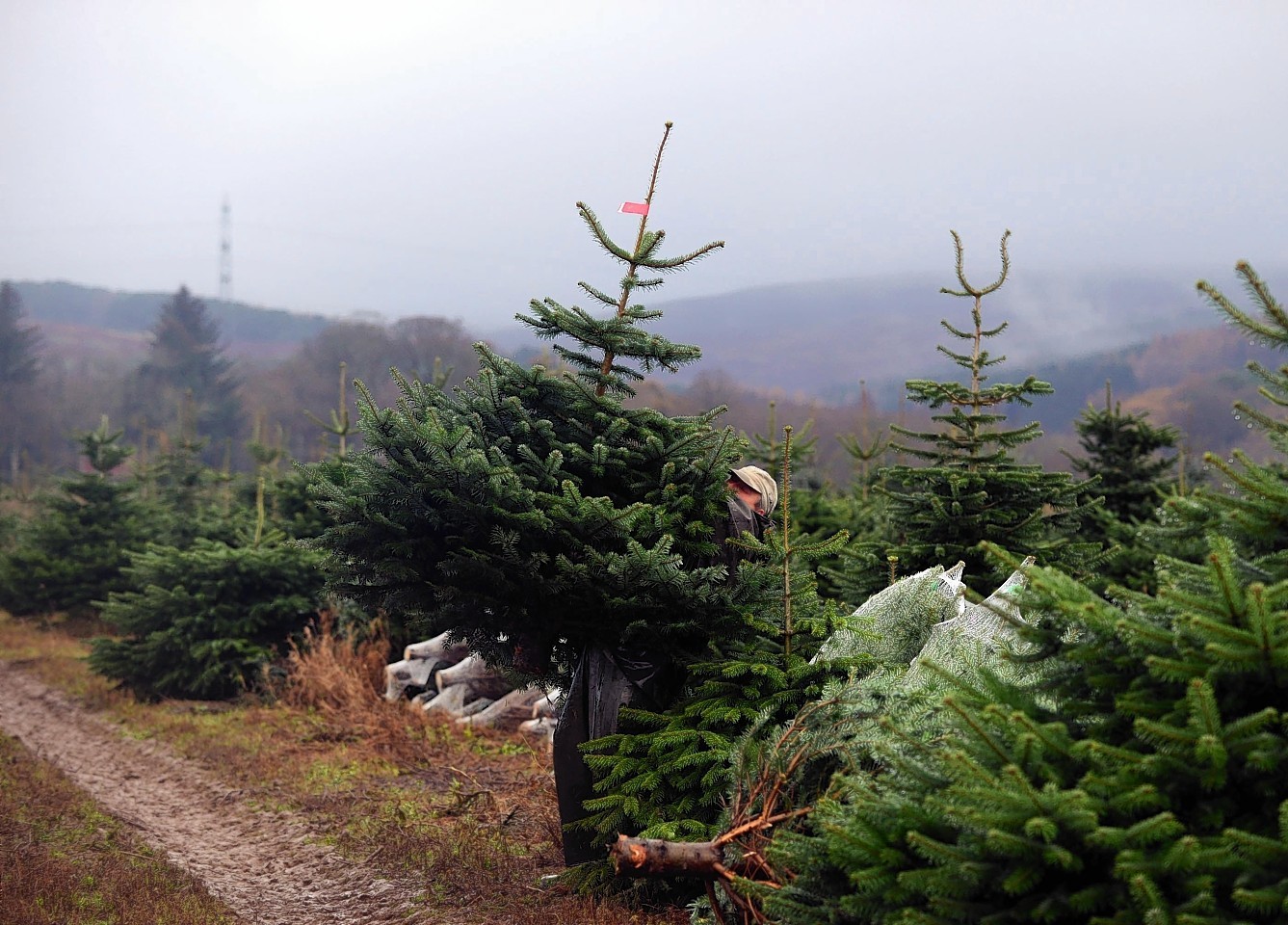 The Fasque Christmas Tree Partnership near Laurencekirk
