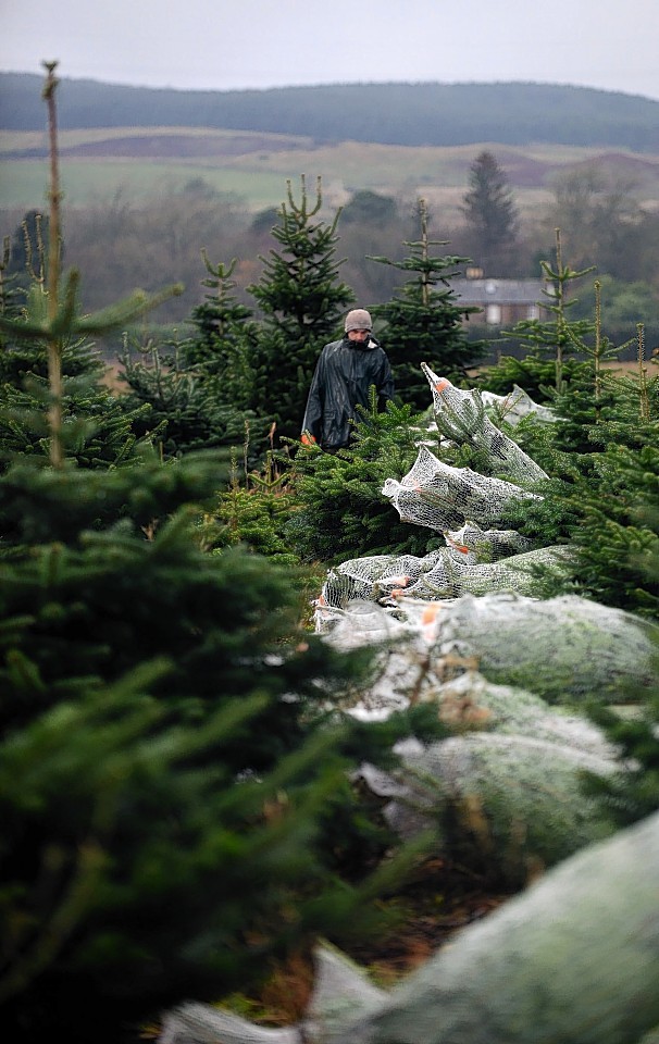 The Fasque Christmas Tree Partnership near Laurencekirk 