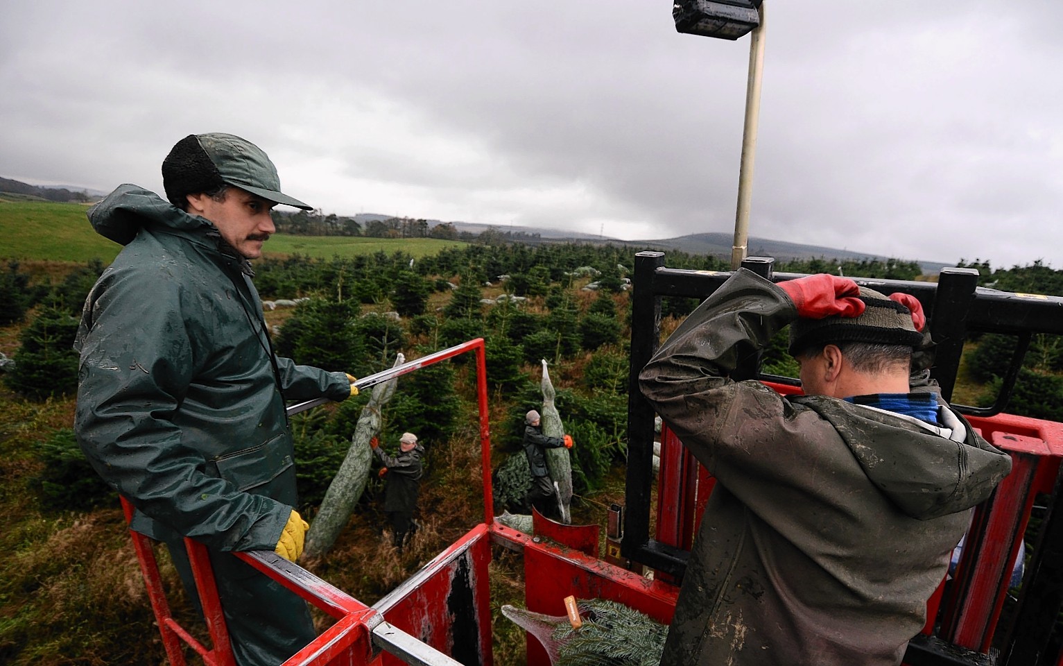 The Fasque Christmas Tree Partnership near Laurencekirk 