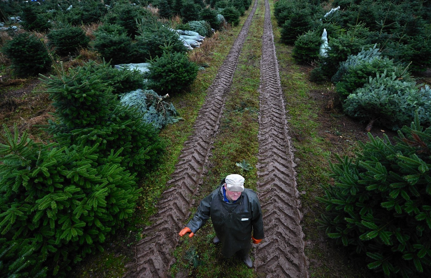 The Fasque Christmas Tree Partnership near Laurencekirk 