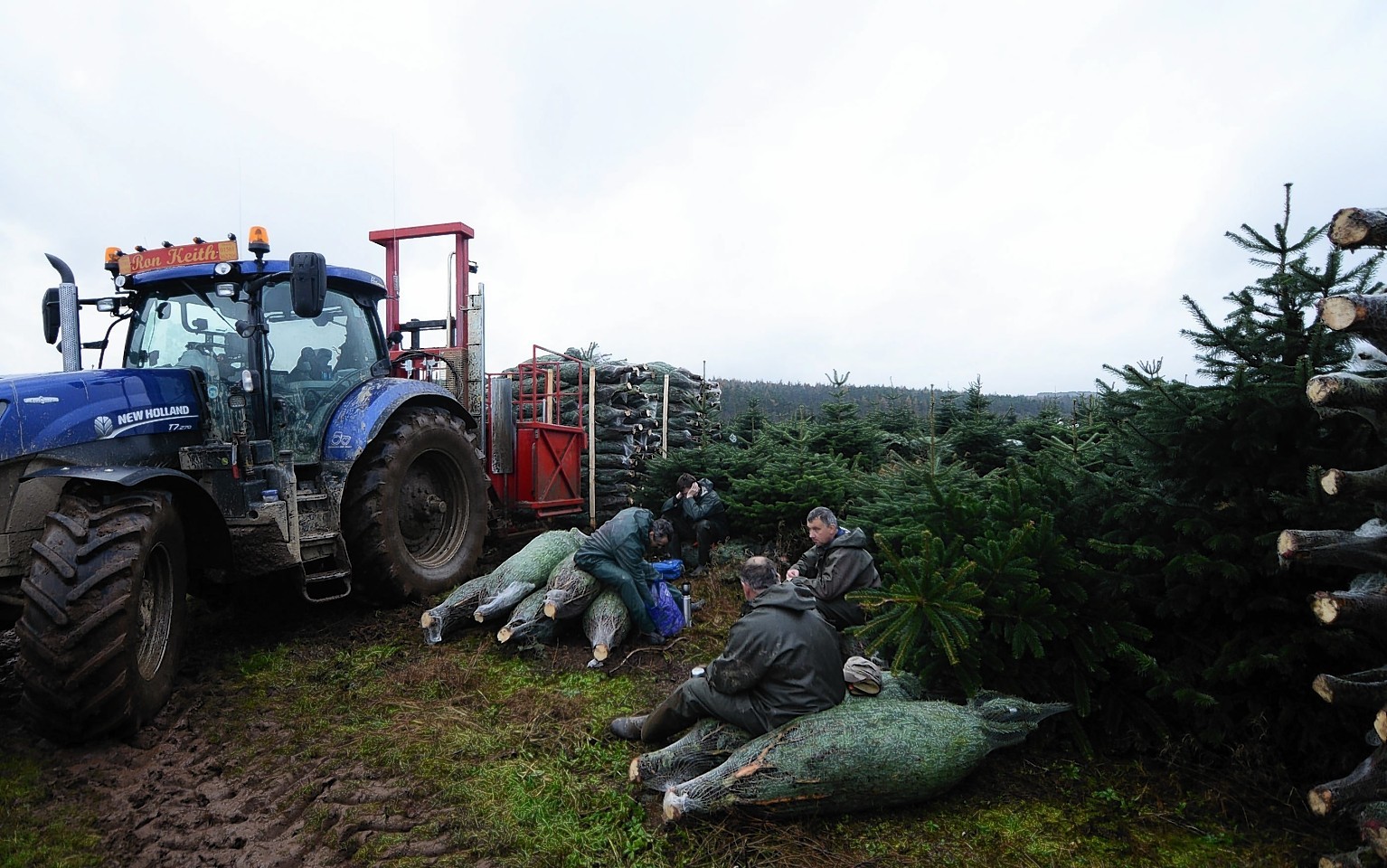 The Fasque Christmas Tree Partnership near Laurencekirk 