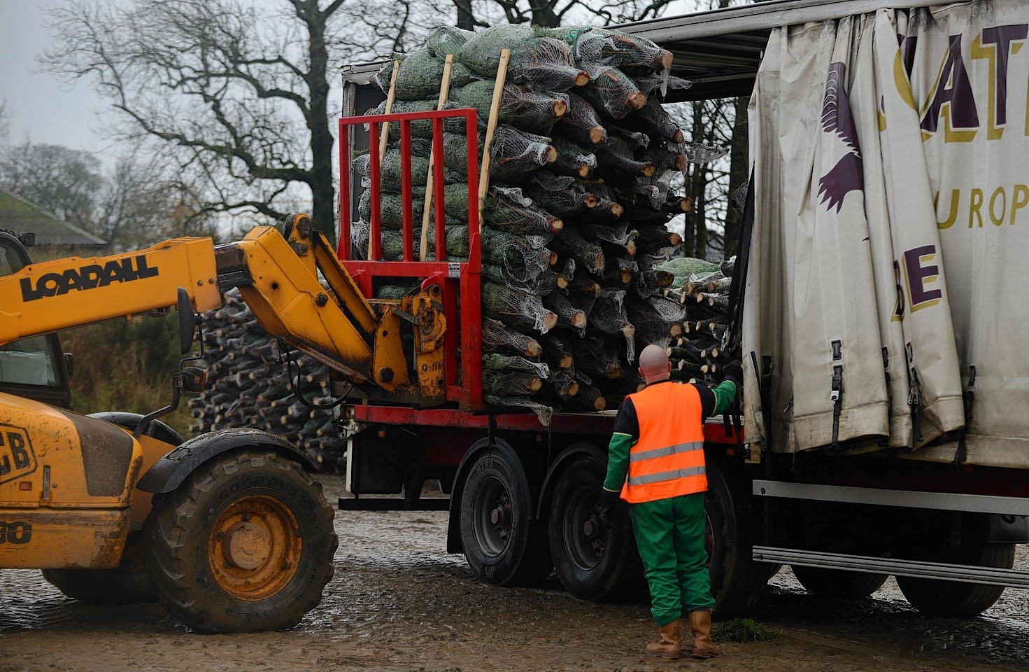 The Fasque Christmas Tree Partnership near Laurencekirk 