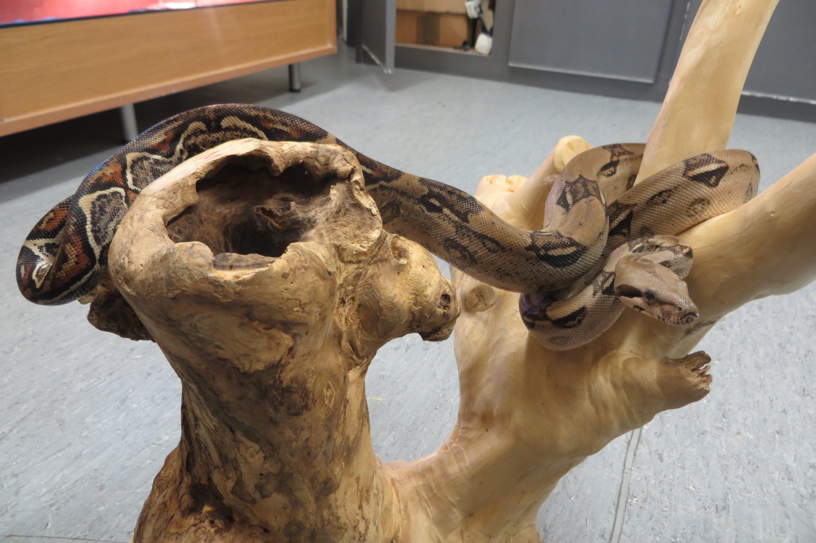 Cracker the boa constrictor. Photo courtesy of Scottish SPCA. 