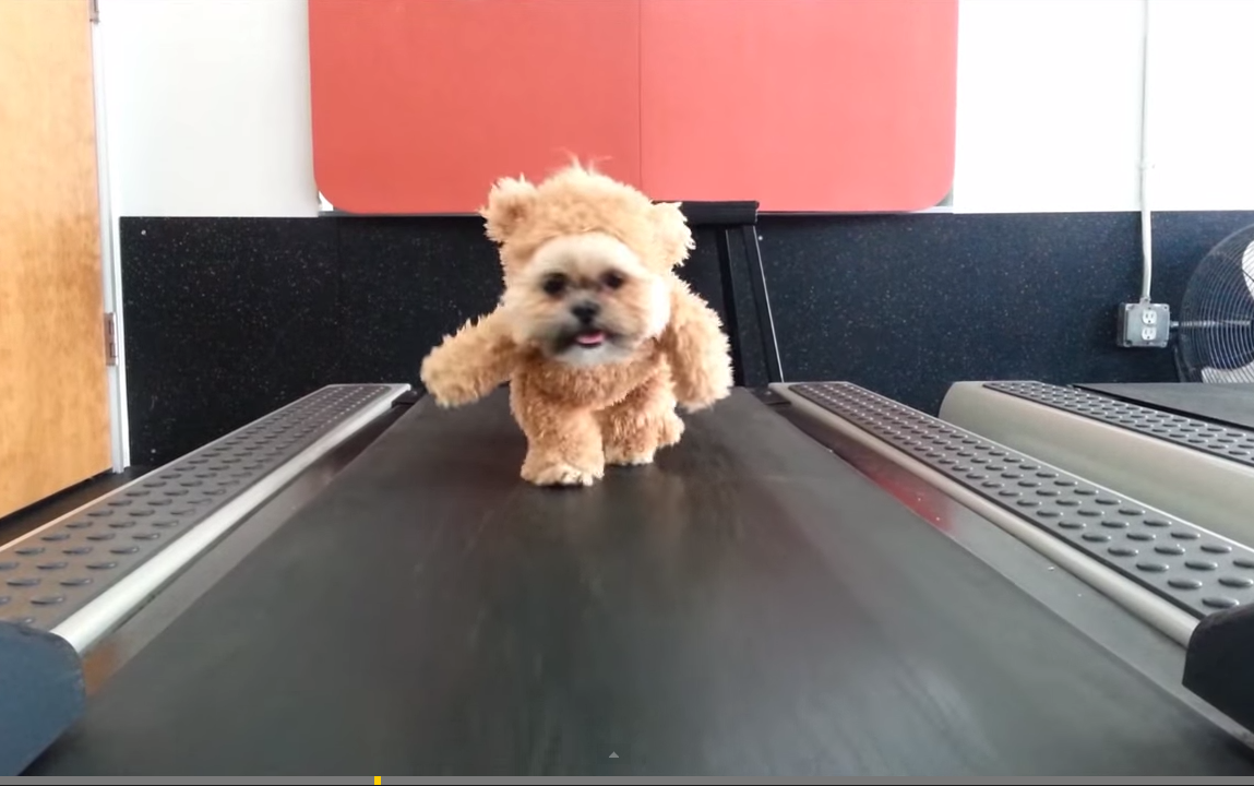 Bear takes on the treadmill