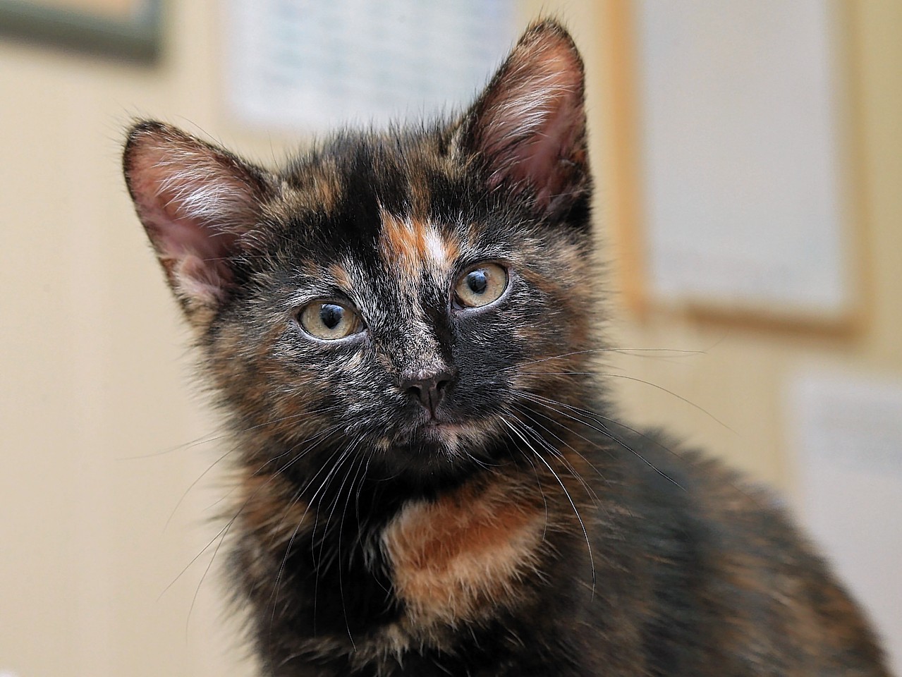 Harry the Tortoiseshell cat