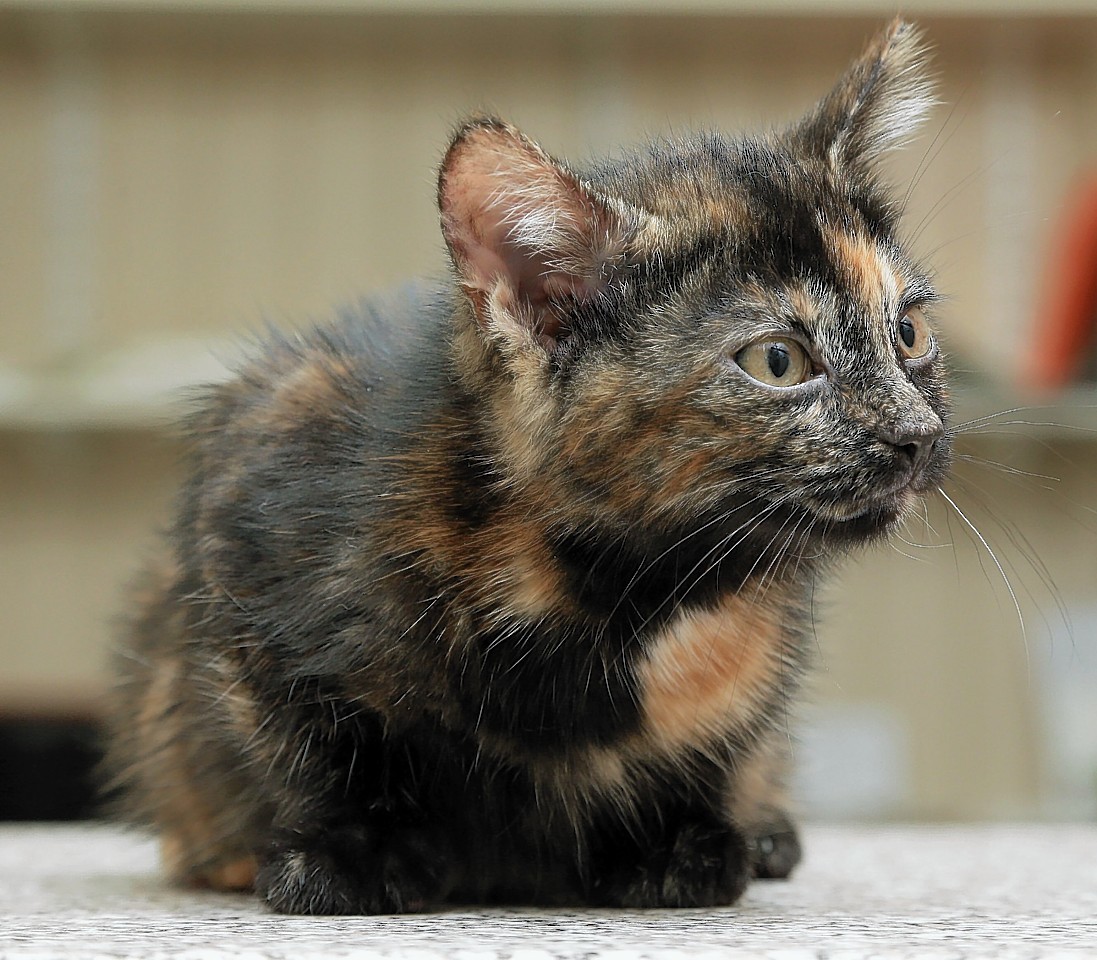 Harry the Tortoiseshell cat