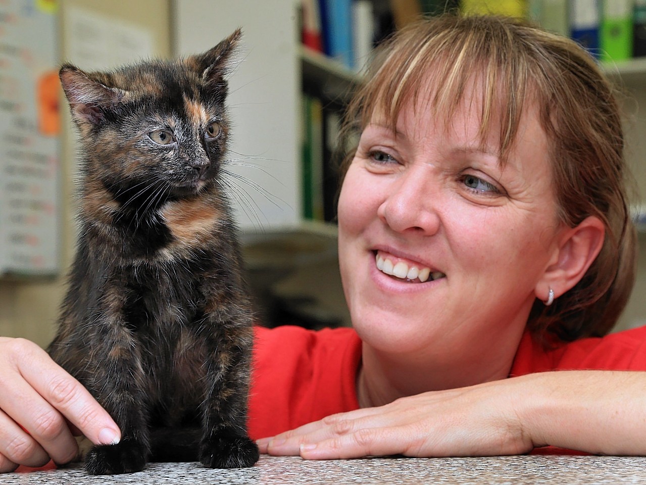 Harry the Tortoiseshell cat