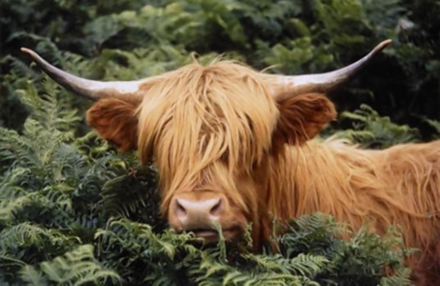 The campaign was launched at the Royal Highland Show