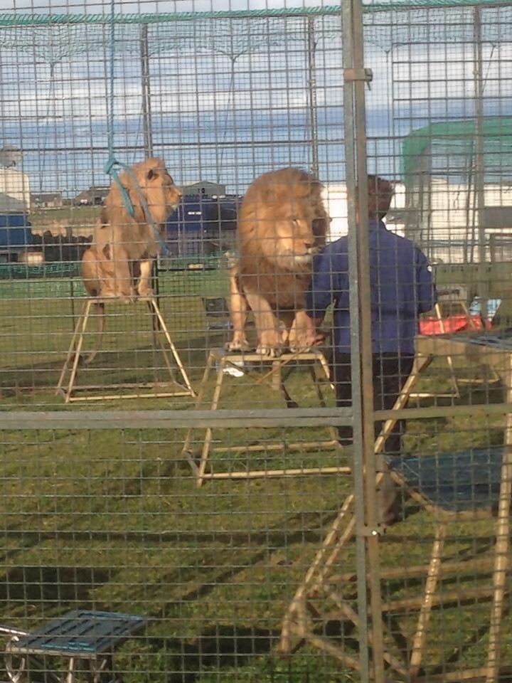 The lions have been living near St Combs. Picture by Jennifer Manson.