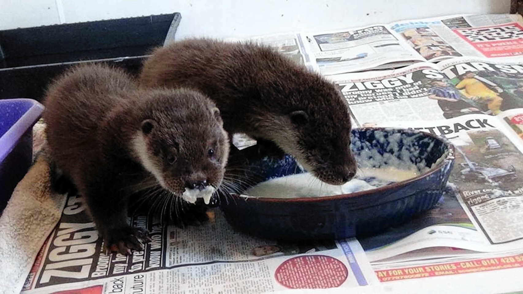 Orphan otters