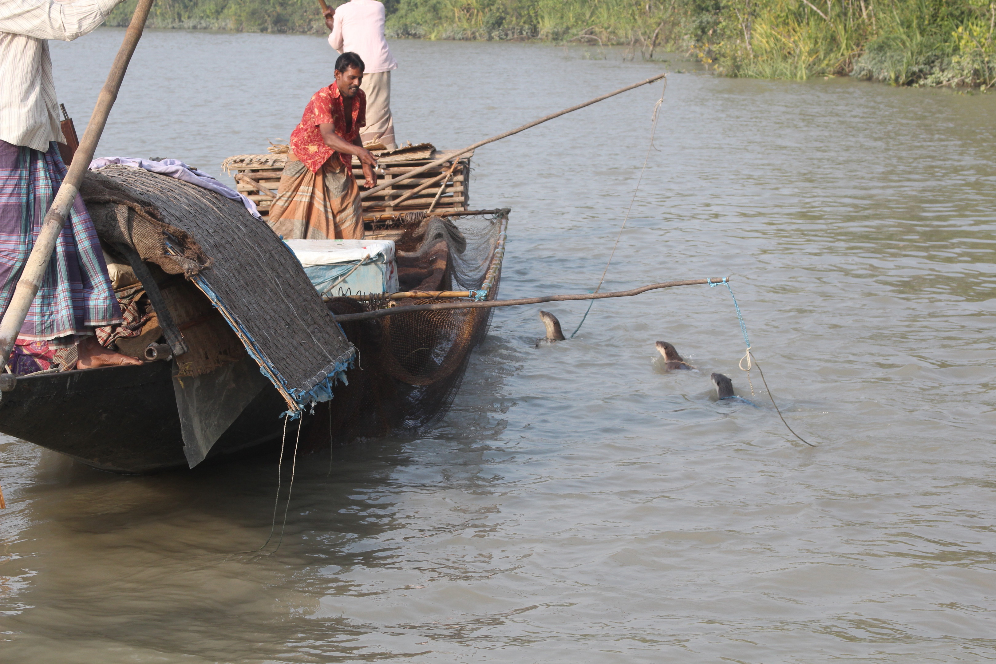 Otters being used for fishing in Bangladesh.